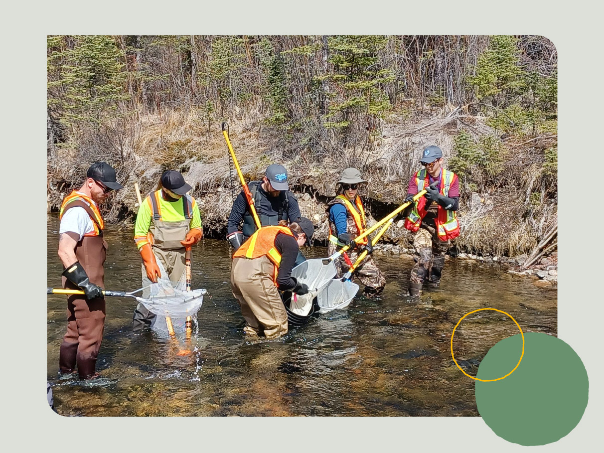 A group of students stand in a creek with electrofishing equipment, they are focused on a fishing net that appears to have something in it.